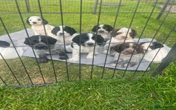Cocker Spaniel dogs for sale: Stunning KC health tested Cocker pups  - Image 12