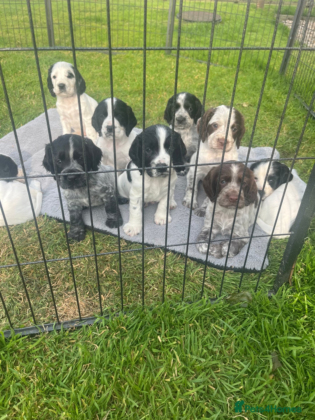 Cocker Spaniel dogs for sale: Stunning KC health tested Cocker pups  - Image 12