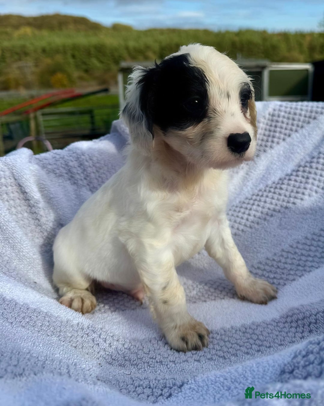 Mixed Breed dogs for sale: Cavapoo x cockerspaniel  - Image 2