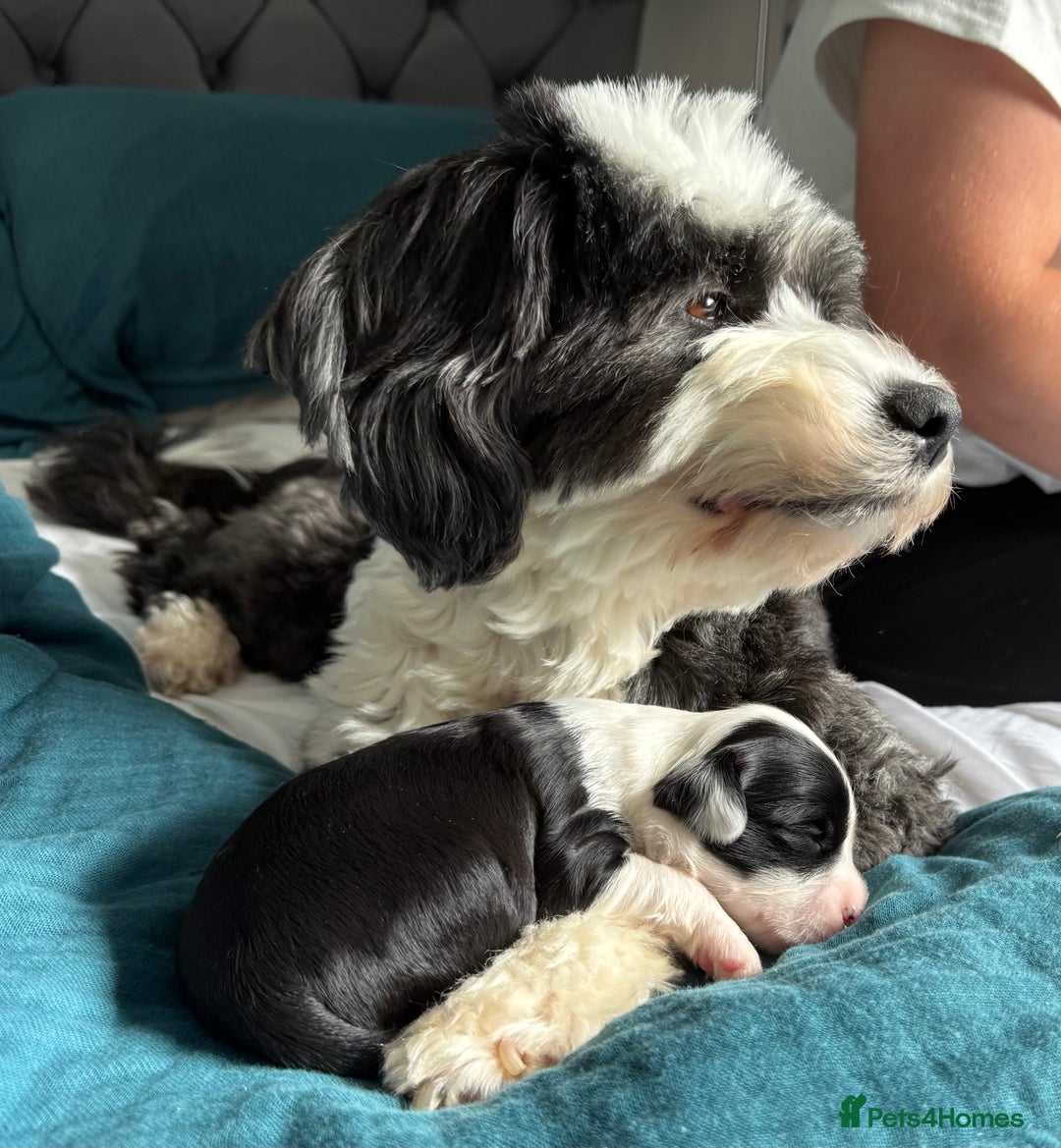Tibetan Terrier dogs for sale: Tibetan Terrier puppies for sale  - Image 3