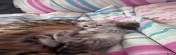 Bengal cats for sale: Snow Leopard Bengal Kitten - Advert 16