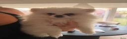 Pomeranian dogs for sale: Rare colour teddy poms - Advert 3