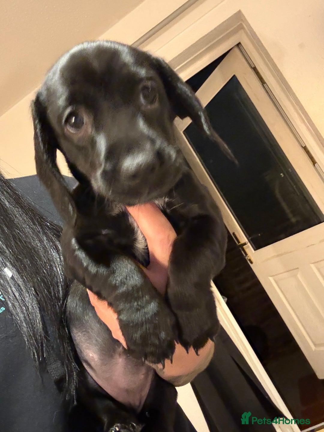 Mixed Breed dogs for sale: Dockers! Beautiful 3 girls left READY NOW  - Advert 8