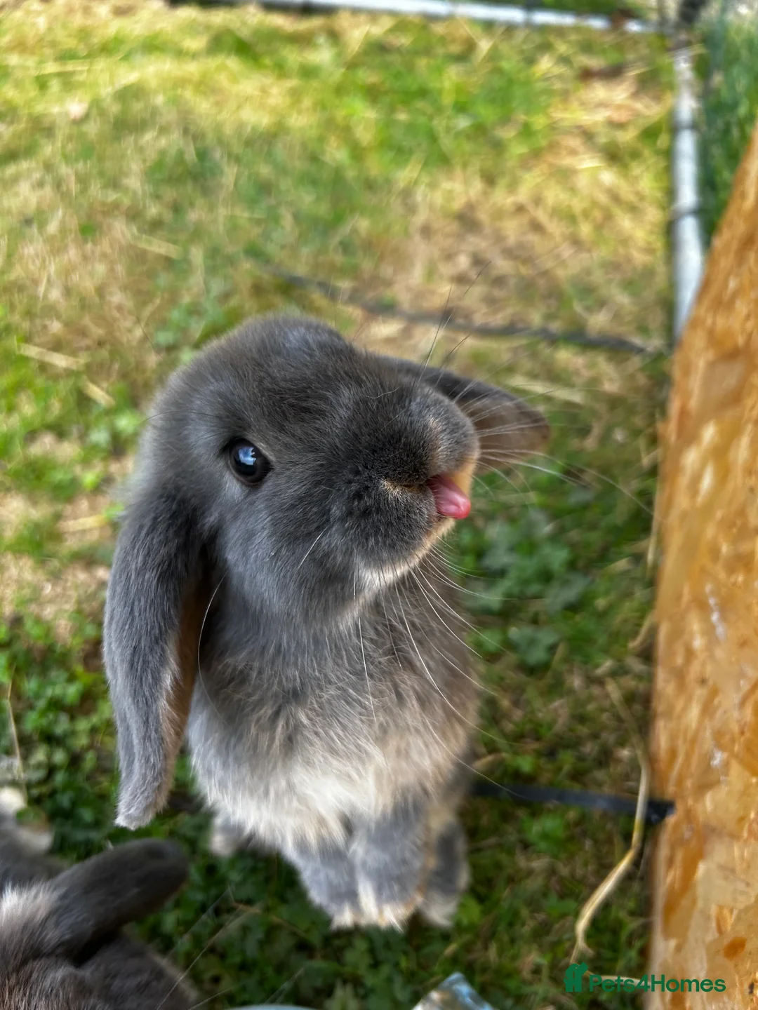 English Lop rabbits for sale: two bonded rabbits  - Advert 2