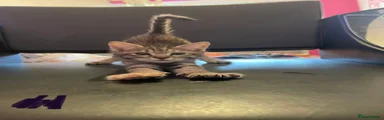 Mixed Breed Kitten 4