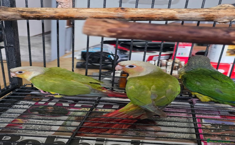 Conures birds - Advert 3