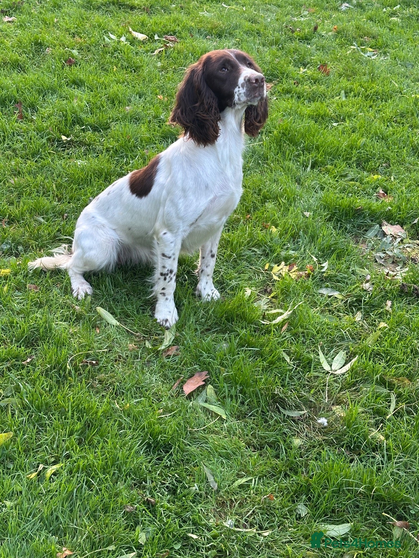 Sprocker dogs Sprocker spaniels  - Advert 2
