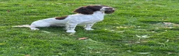 Sprocker dogs for sale: Sprocker spaniels  in North Walsham - Advert 1