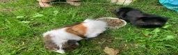 Guinea Pig rodents for sale: Two Male Guinea Pigs in Liskeard - Advert 4