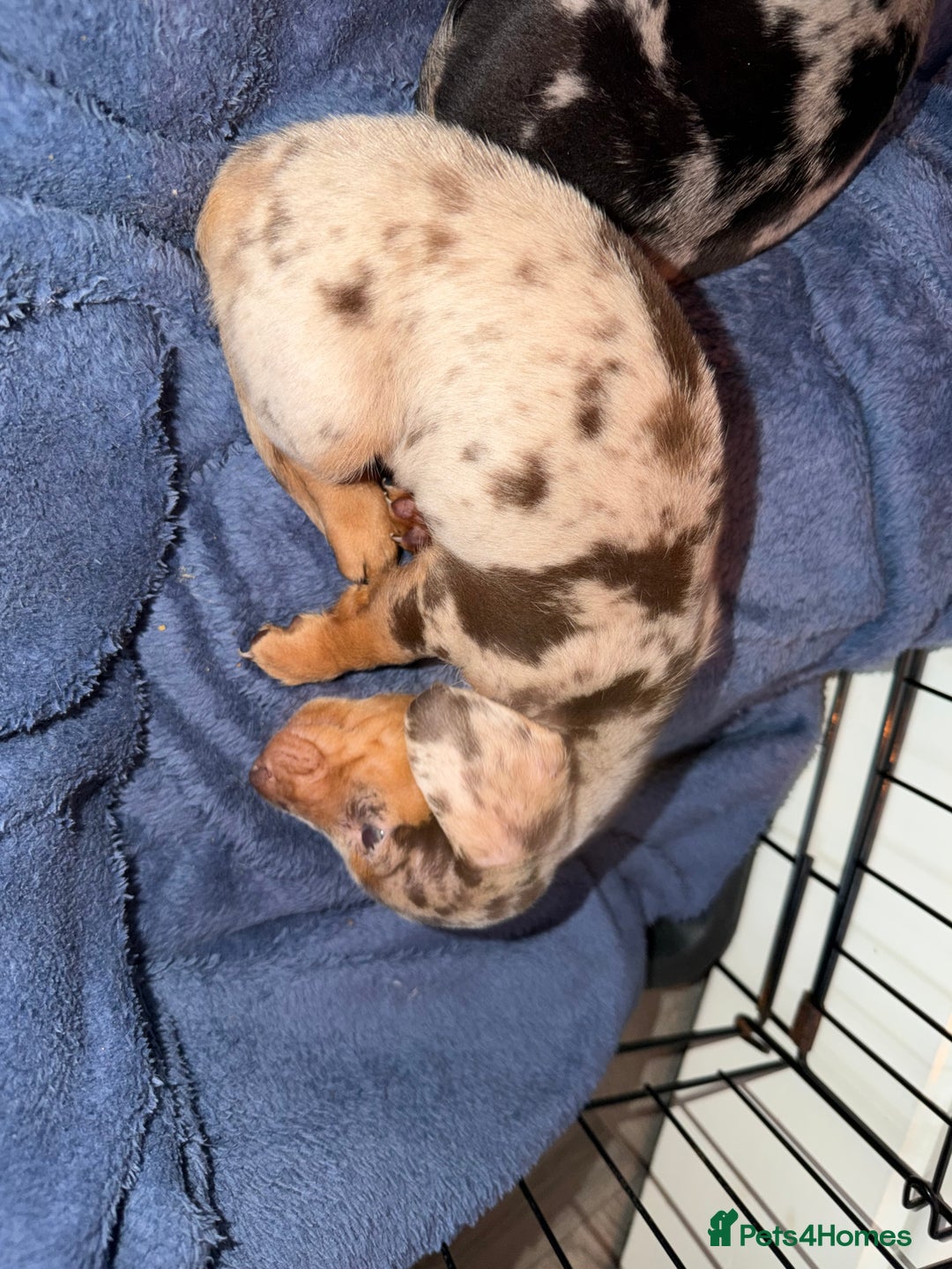 Miniature Dachshund dogs for sale: Dachshund Puppies - Image 5