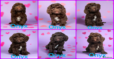 Cockapoo dogs - Advert 9