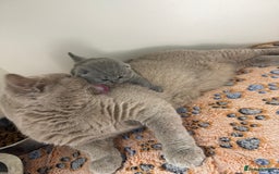 British Shorthair cats for sale: PEDIGREE REGISTERED CHUNKY BRITISH SHORTHAIRS  - Image 37