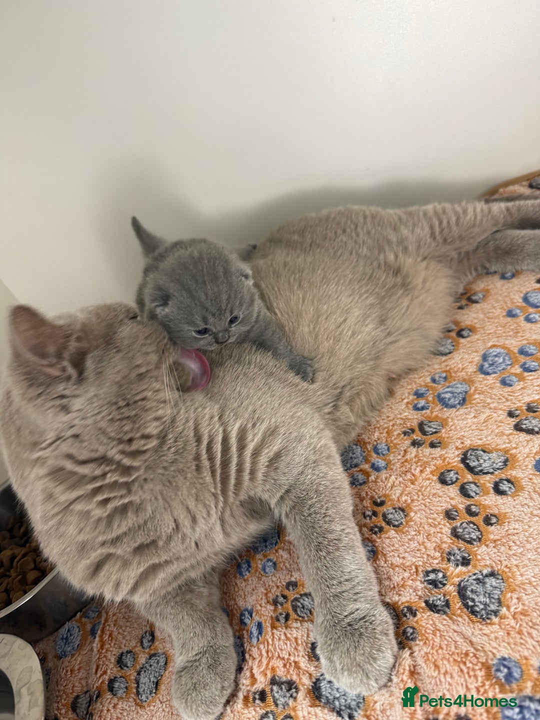 British Shorthair cats for sale: PEDIGREE REGISTERED CHUNKY BRITISH SHORTHAIRS  - Image 37