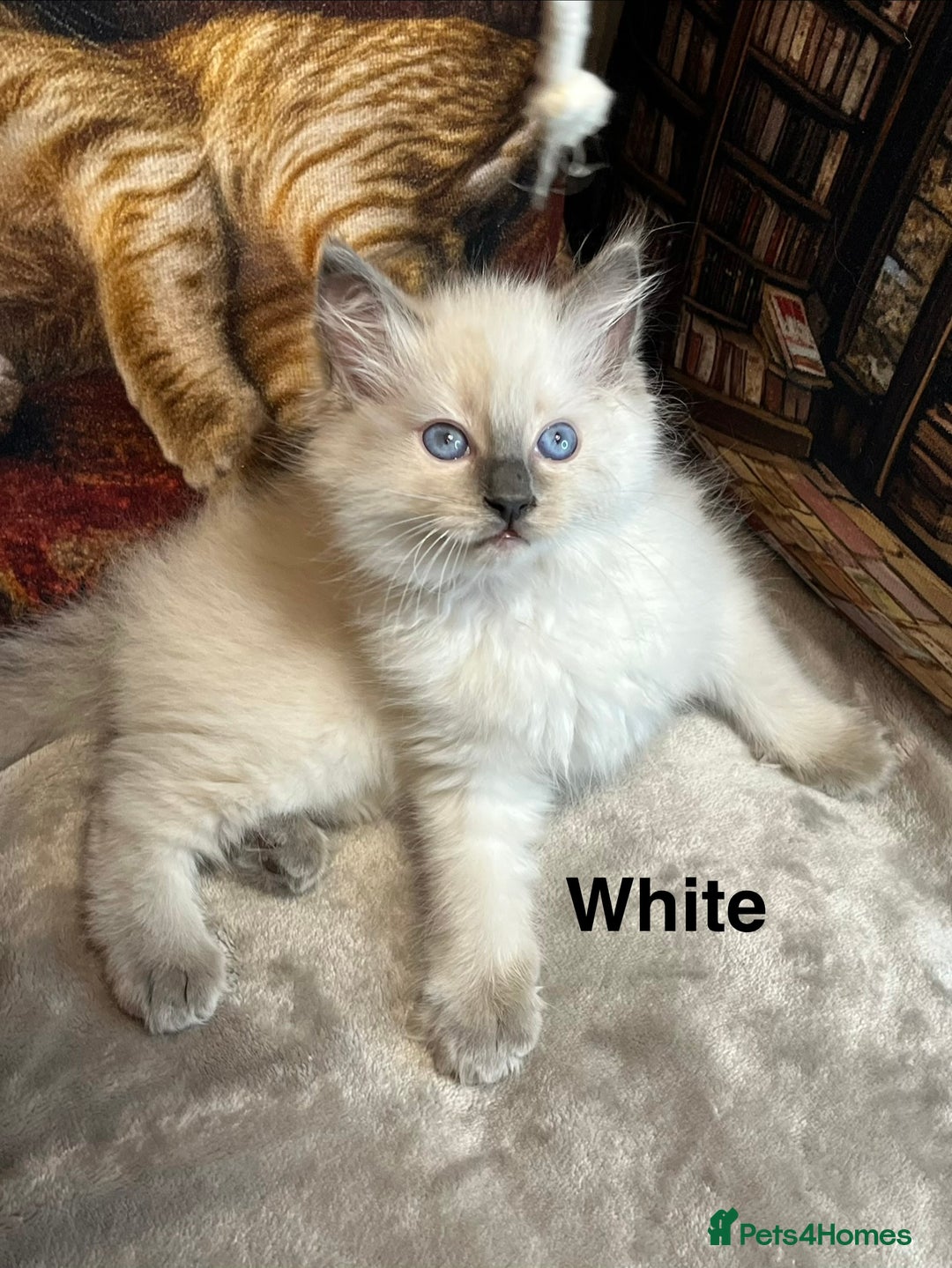 Ragdoll cats for sale: ❤️Amazing Pure Ragdoll Girls Waiting Loving Family - Advert 31