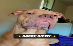 Mixed Breed dogs for sale: PUPPIES 4 SALE - Image 2