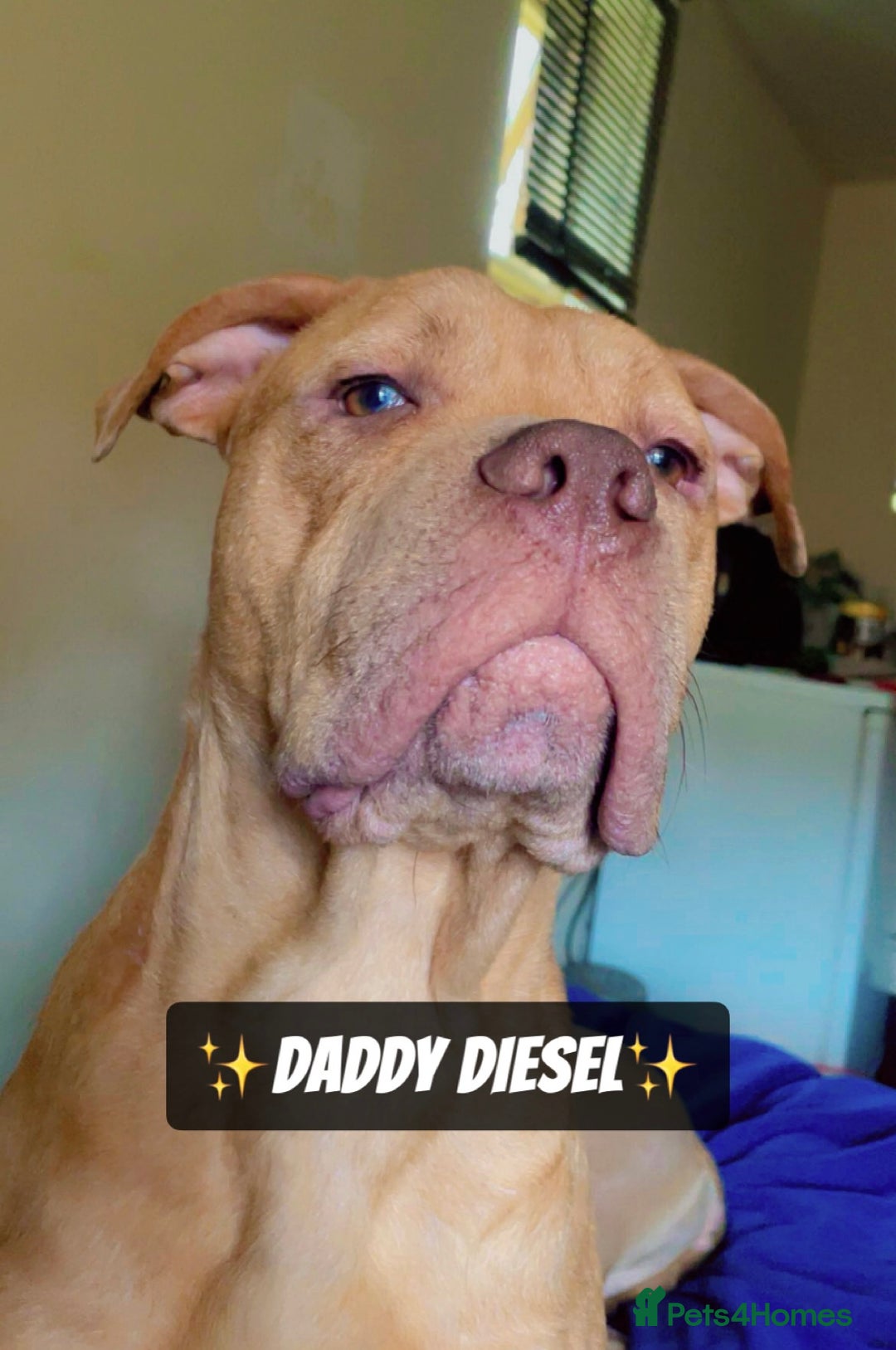Mixed Breed dogs for sale: PUPPIES 4 SALE - Image 2