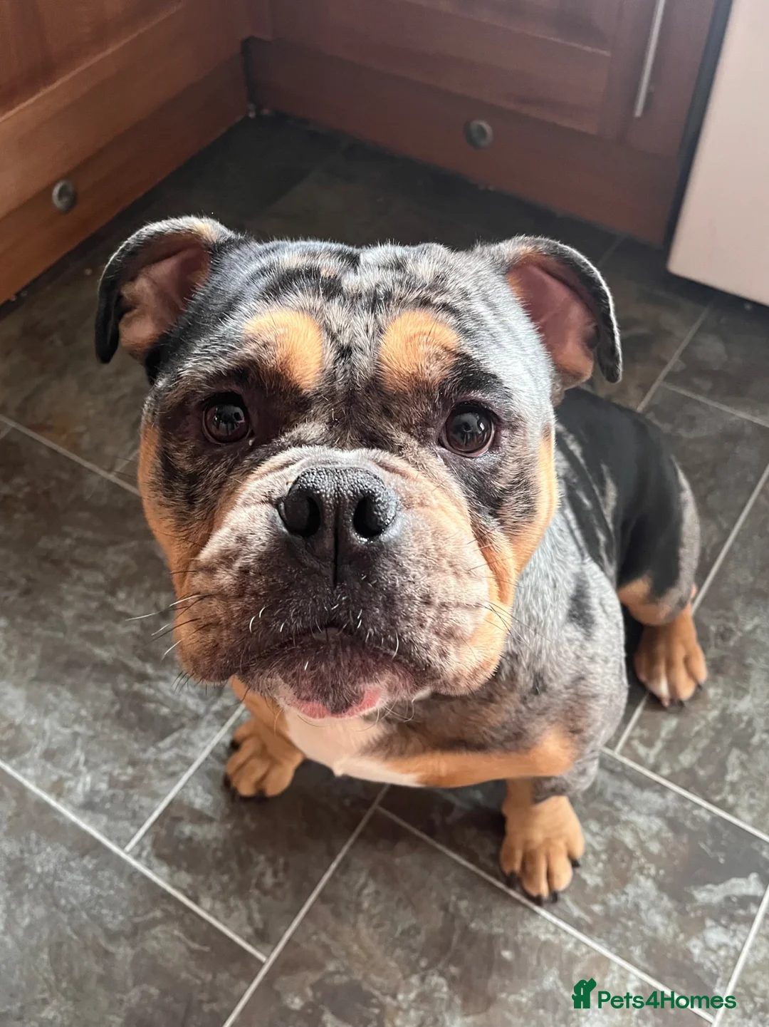 American Bully dogs for sale: 5 year old pocket bully - Advert 6