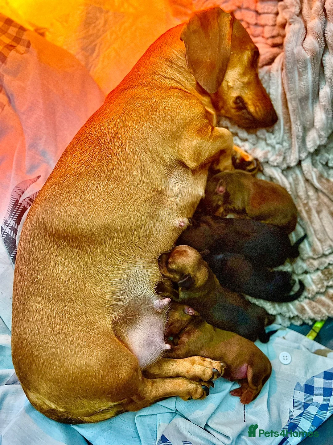 Miniature Dachshund dogs for stud: TINY KC REG HEREDITARY PRA CLEAR PROVEN in Pontefract - Advert 15