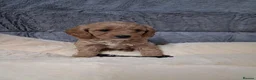 Cavapoo dogs for sale: Cavapoo Puppy Mix Litter For sale in Ringwood - Advert 7