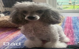 Toy Poodle dogs for sale: Rare parti poodle puppies - Image 13