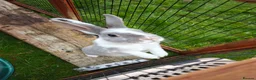 Rex rabbits for sale: Mini Rex Does - Advert 35
