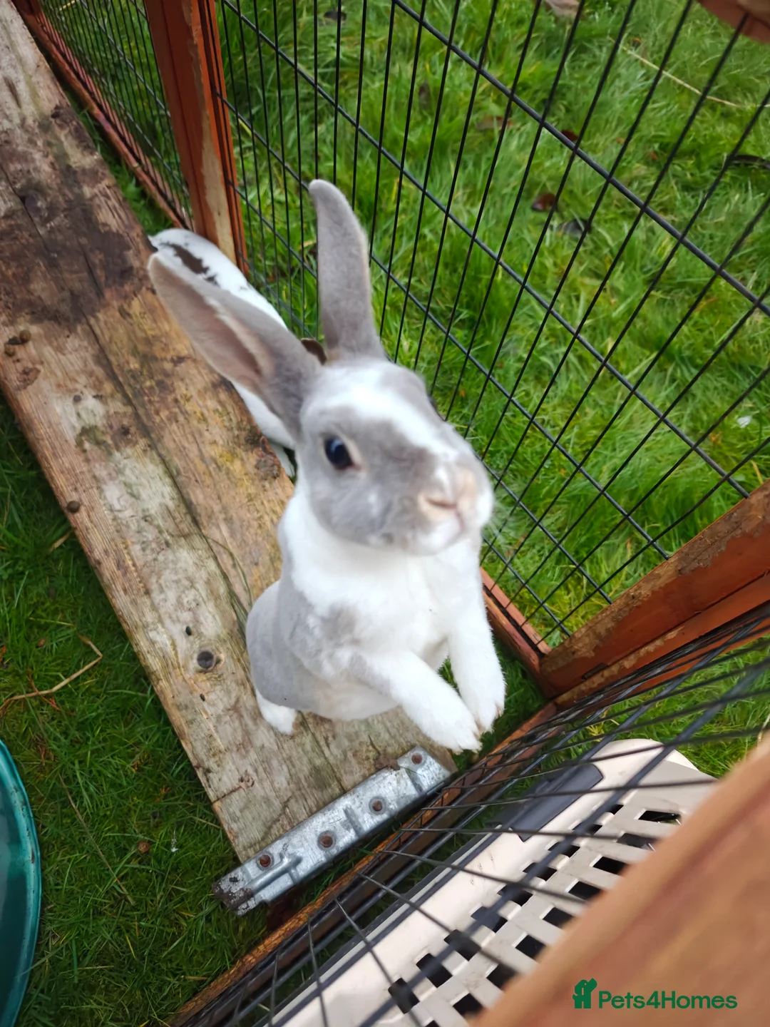 Rex rabbits for sale: Mini Rex Does - Advert 35