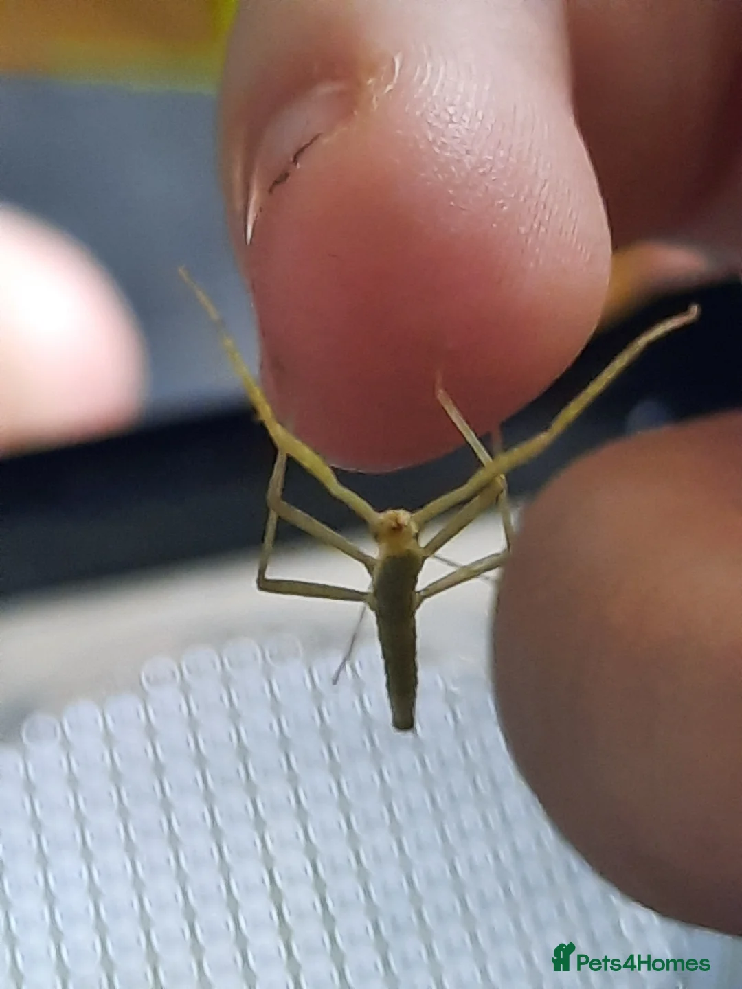 Stick Insects invertebrates for sale: Indian Stick insects for sale! - Advert 9