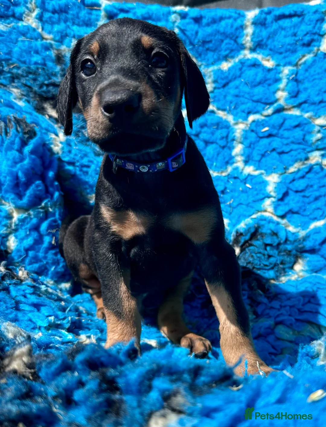 Dobermann dogs for sale: KC registered health tested Dobermann puppies  - Advert 10