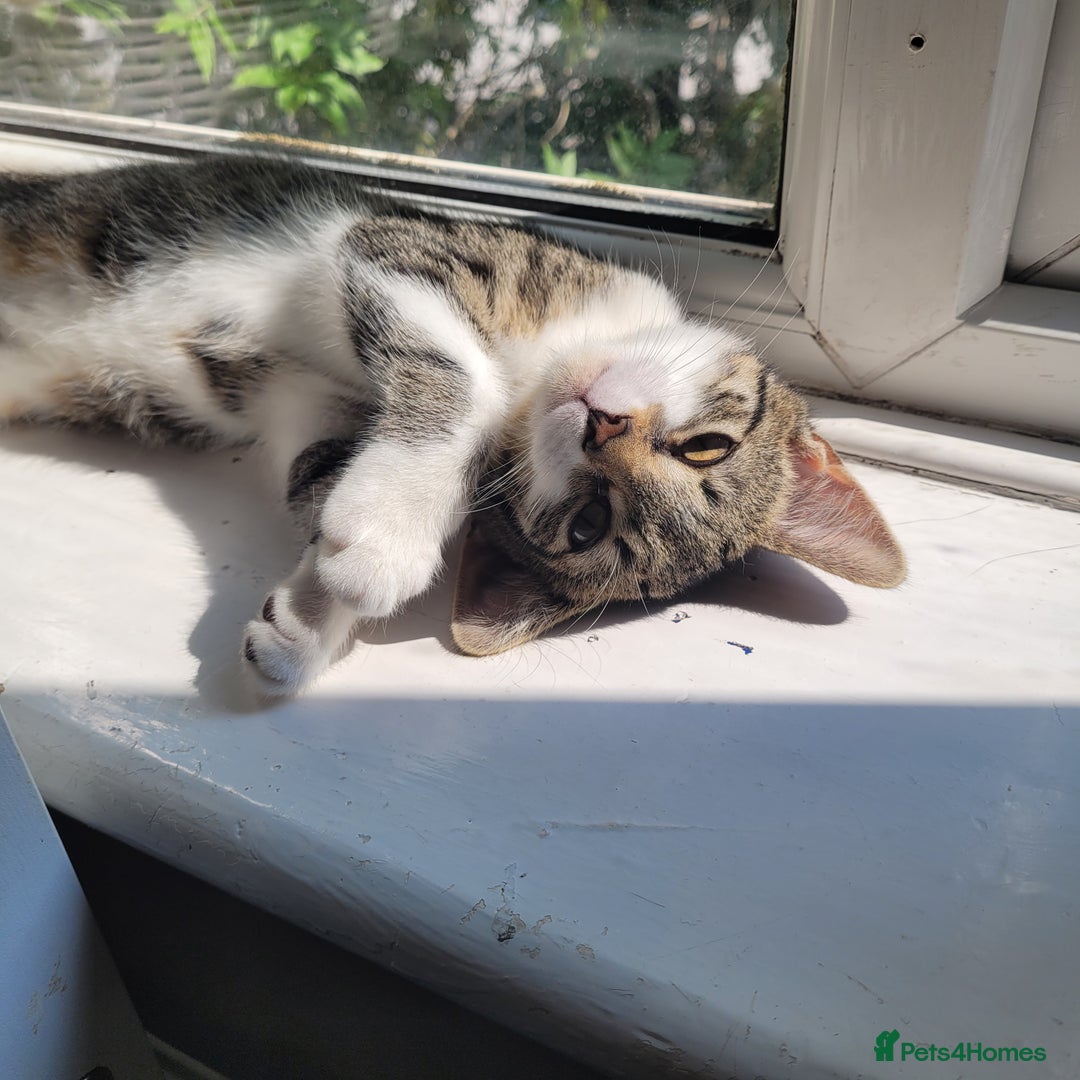 British Shorthair cats for sale: X2 British Shorthairs (male/female) - Image 9