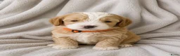 Cockapoo dogs for sale: Champagne Toy Cockapoos  - Advert 8
