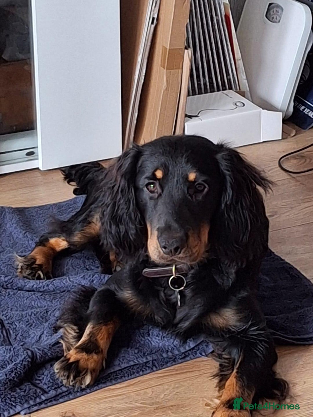 Cocker Spaniel dogs for sale: 7 month old cocker spaniel  - Image 3