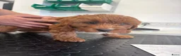 Cavapoo dogs for sale: 🐾Cavapoo health tested 🐶ready now 🐾 in Romford - Advert 29