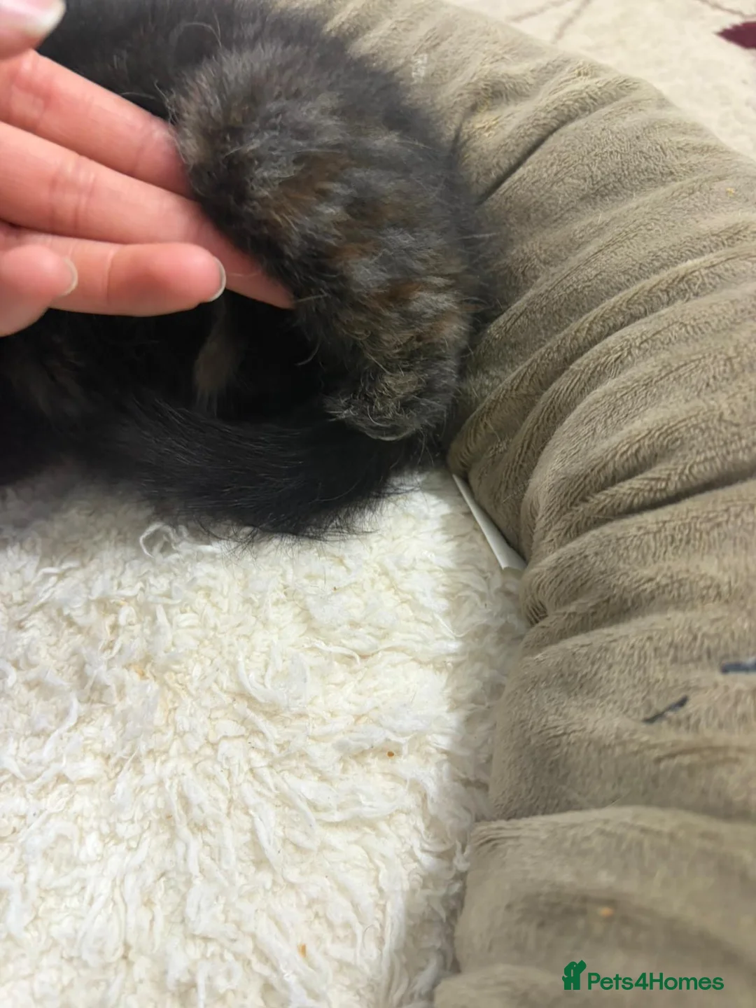 British Shorthair cats for sale: 4 kittens  - Advert 10