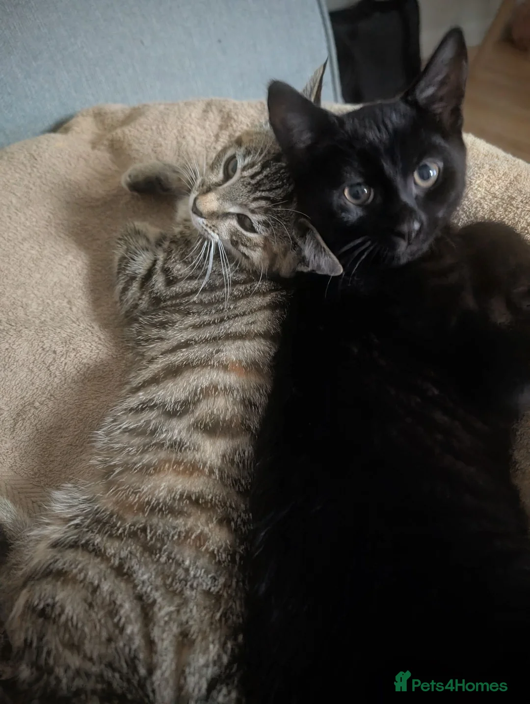 Mixed Breed cats for sale: Affectionate 16 Week Old Kittens - Advert 1