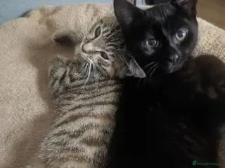 Mixed Breed cats Affectionate 16 Week Old Kittens - Advert 4