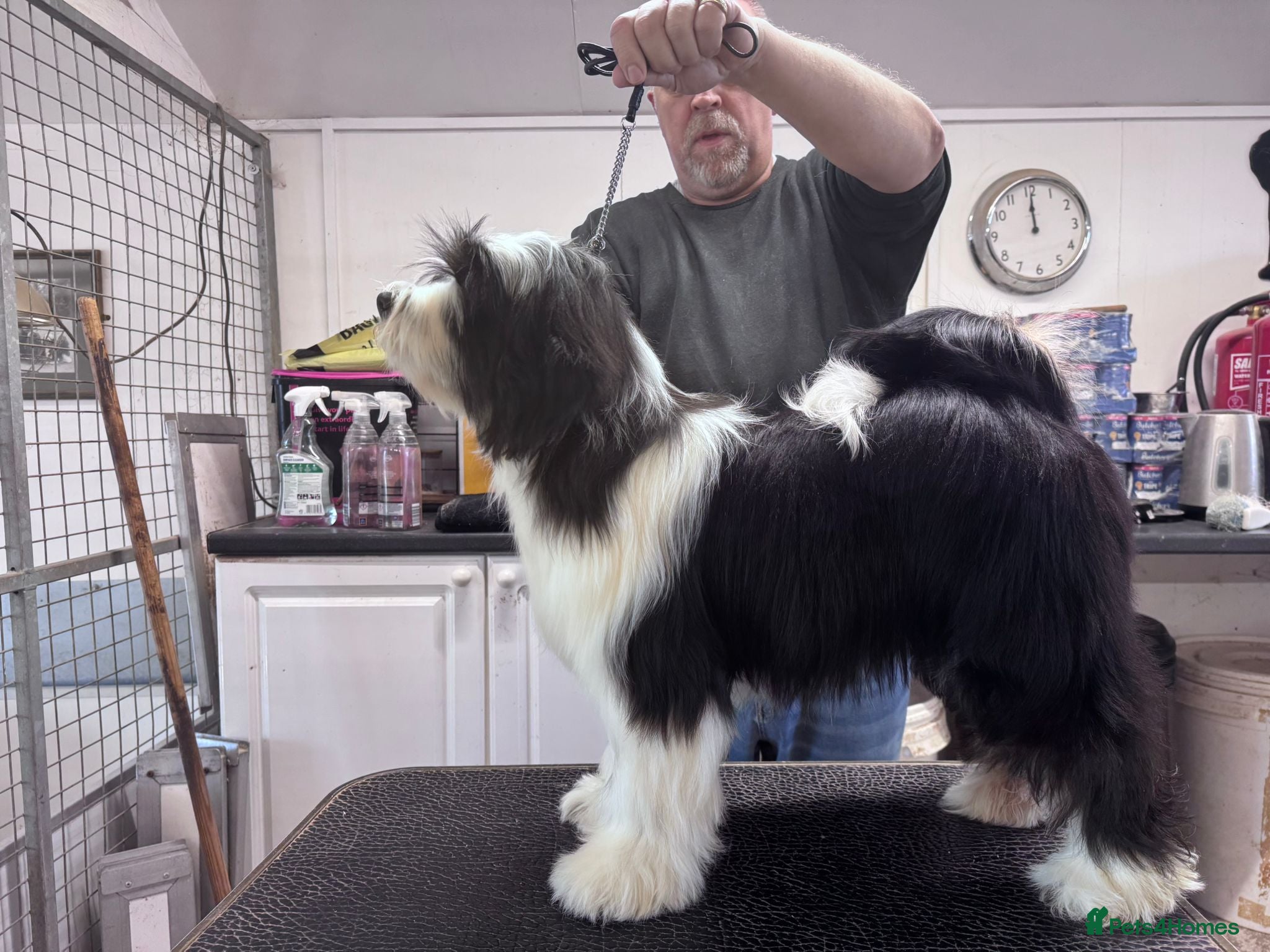 Tibetan Terrier dogs Araki Puppy available Show or Pet Home - Advert 2