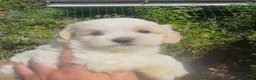 Maltipoo dogs for sale: Stunning Teddy Bear Toy Maltipoo Puppies  - Advert 30