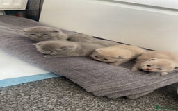 British Shorthair cats for sale: British short hairs - Image 3