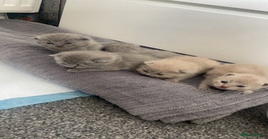 British Shorthair cats - Advert 5