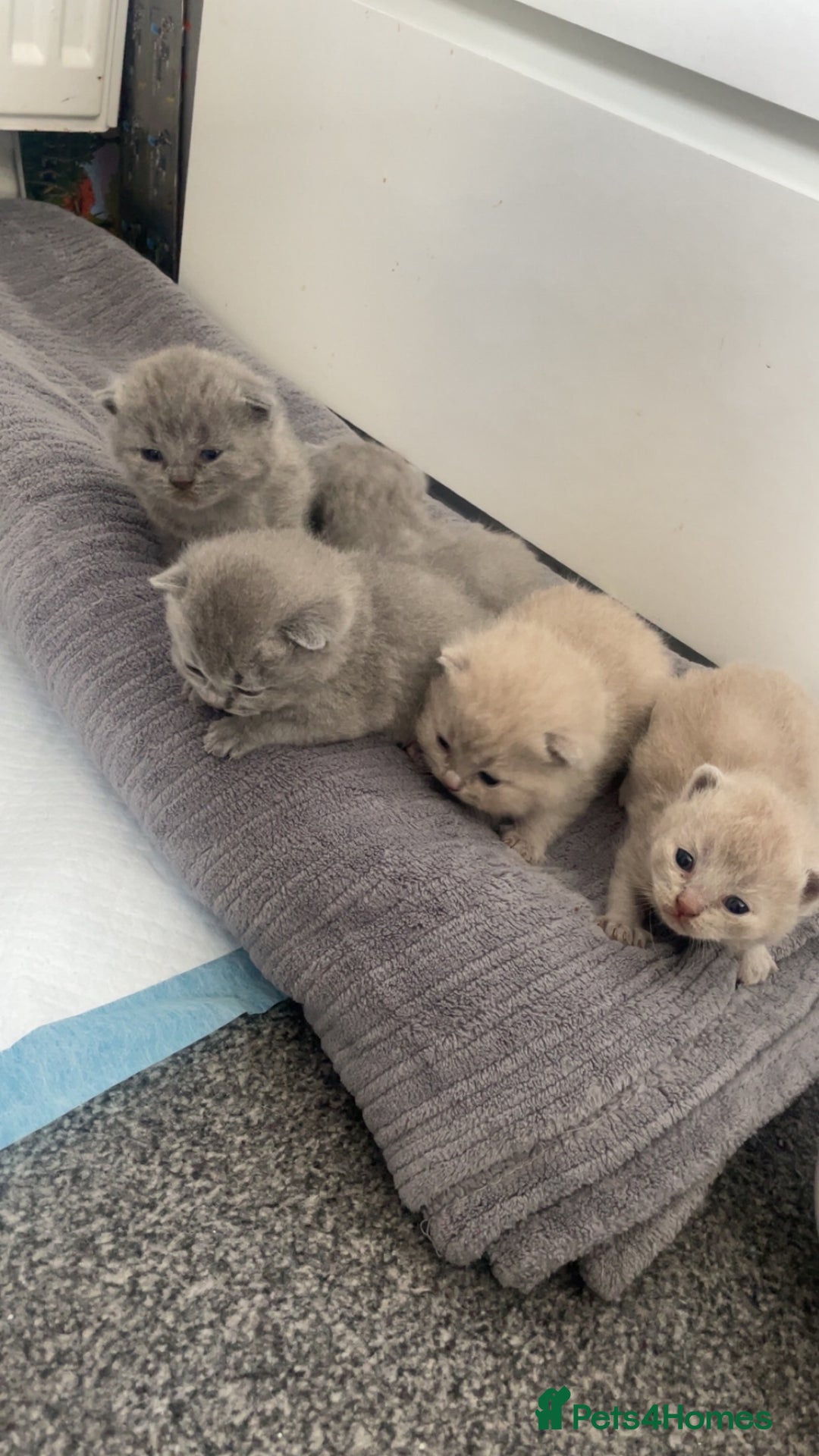 British Shorthair cats for sale: British short hairs - Image 3