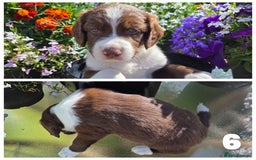 Sprollie dogs for sale: Sprollie puppies - Image 9