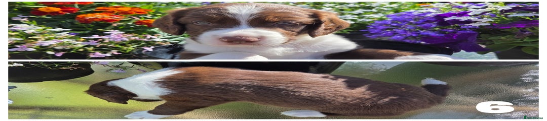 Sprollie Puppy 6