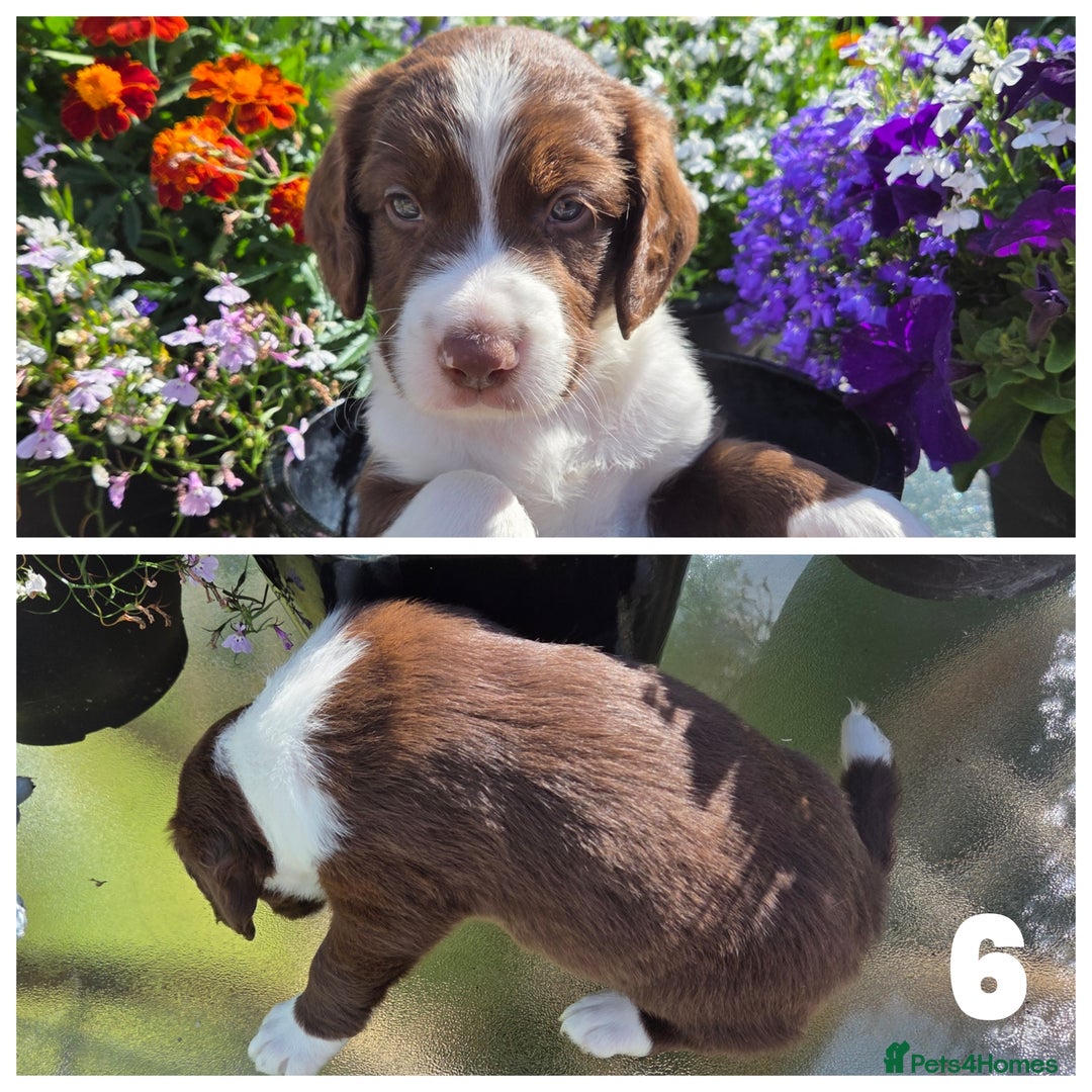Sprollie dogs for sale: Sprollie puppies - Image 9
