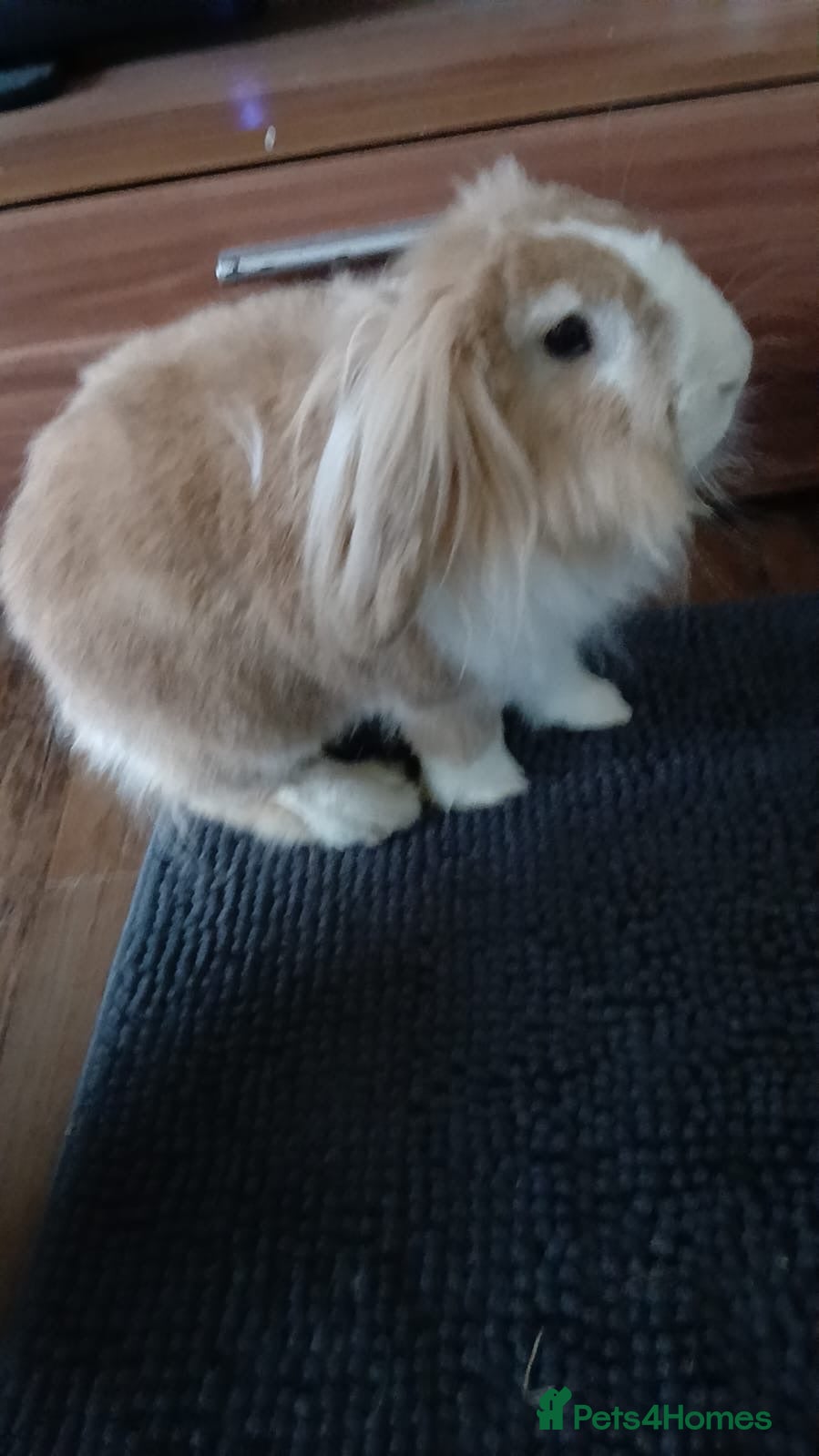 Lionhead rabbits Pianka - Advert 12