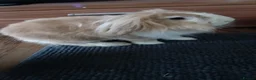Lionhead rabbits for sale: Pianka - Advert 1