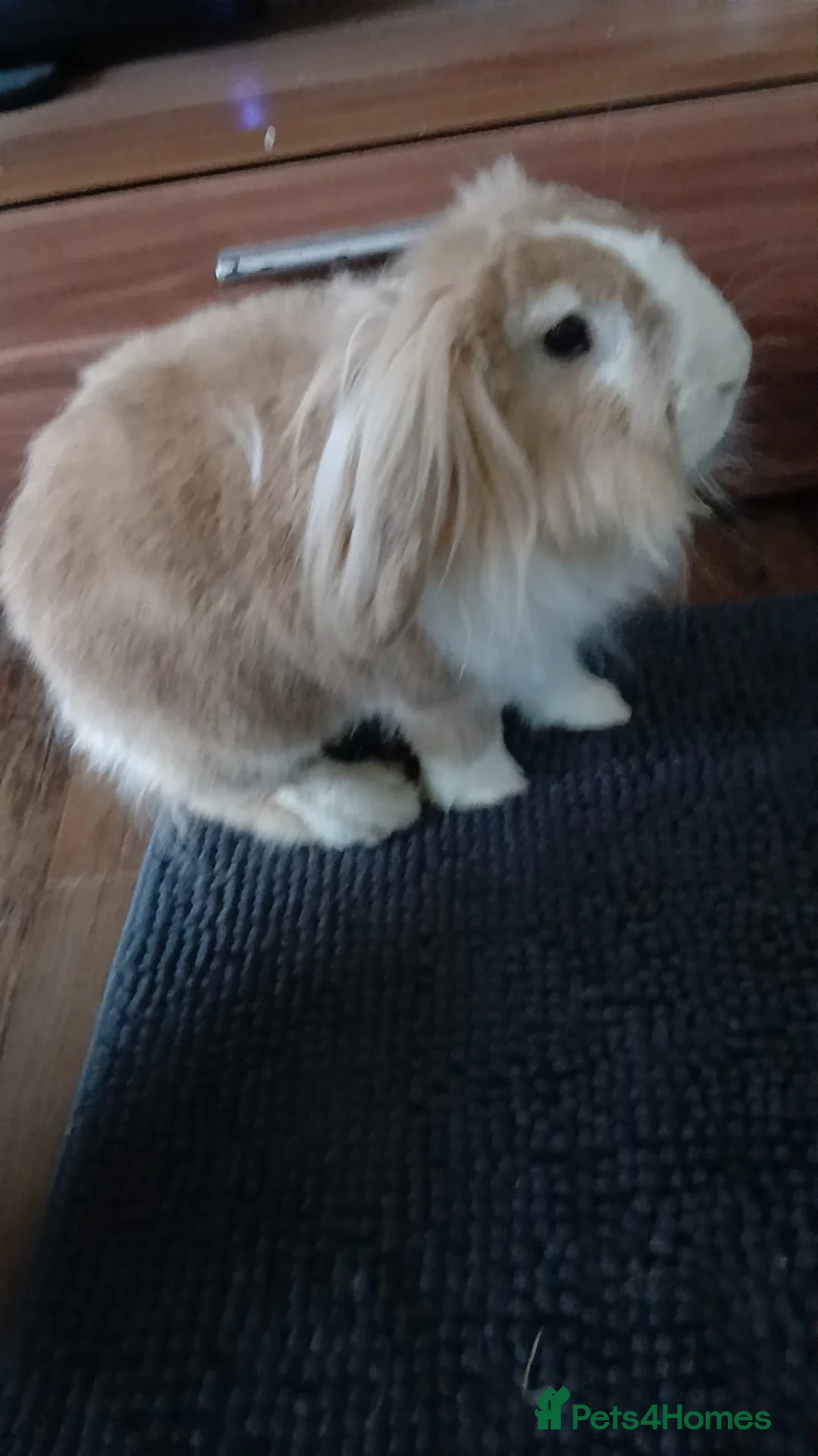 Lionhead rabbits for sale: Pianka - Advert 1