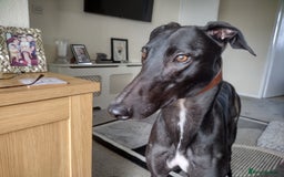 Greyhound dogs for sale: 3 year old retired greyhound, stunning - Image 2