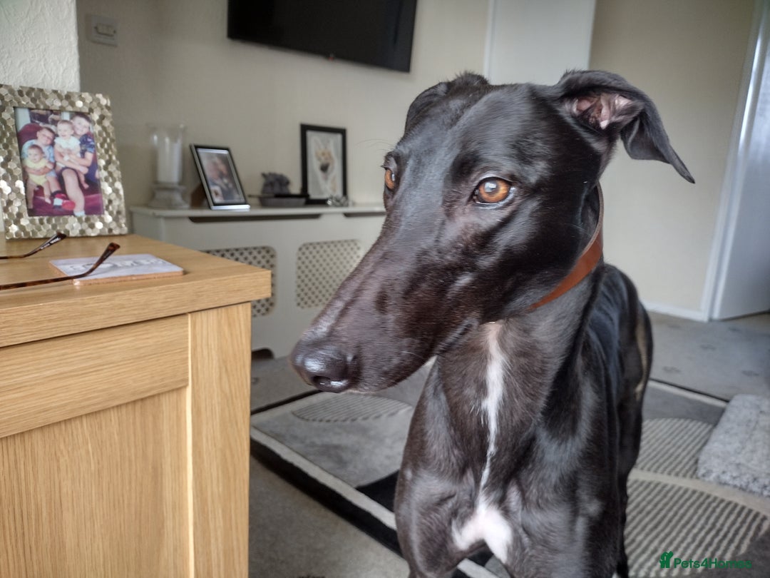 Greyhound dogs for sale: 3 year old retired greyhound, stunning - Image 2