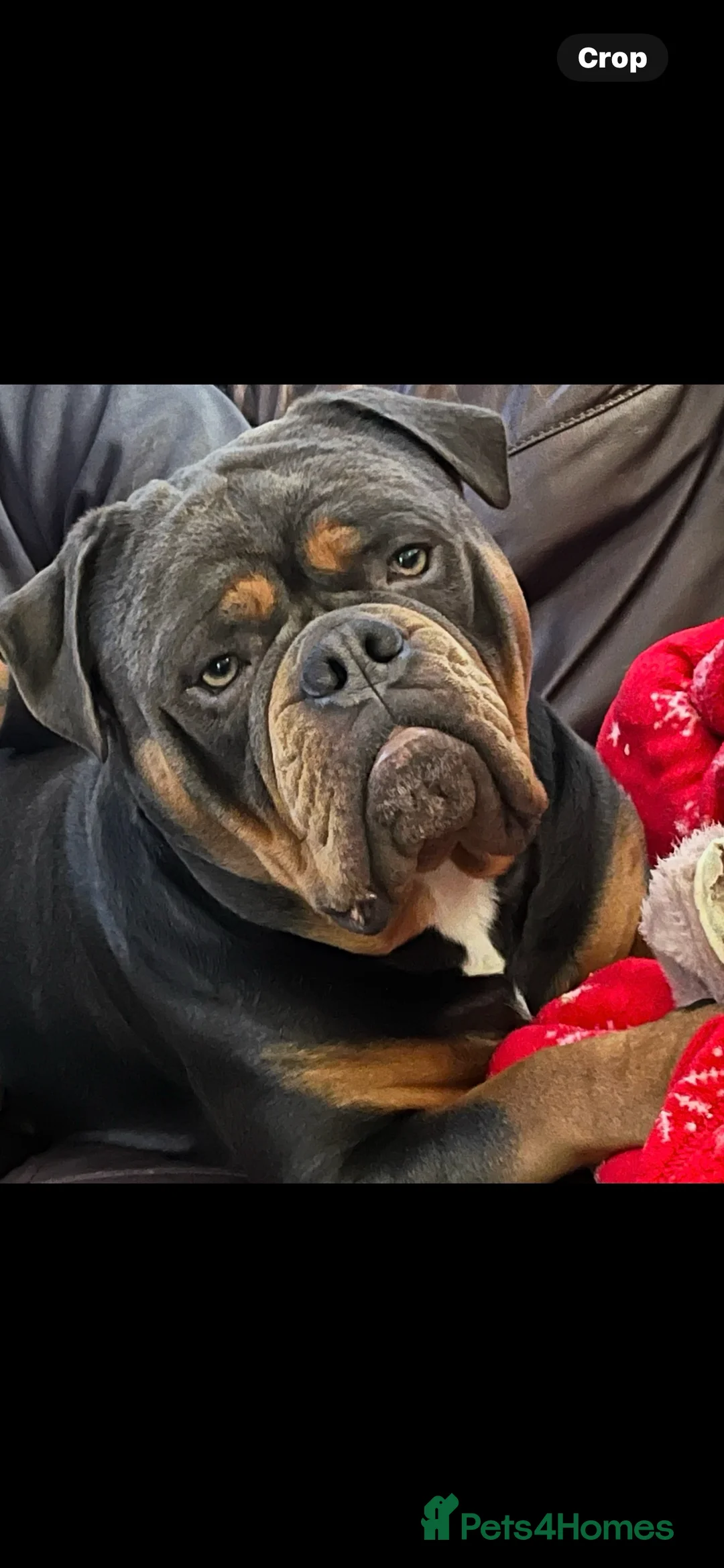 Olde English Bulldogge dogs for stud: Olde English bulldog stud  - Advert 4