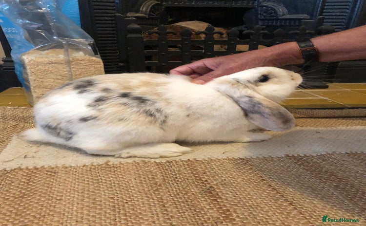 Mixed Breed rabbits - Advert 8